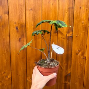 Alokázia (Alocasia tandurusa) ´JACKLYN´ - výška 20-25 cm, kont. C1,5L